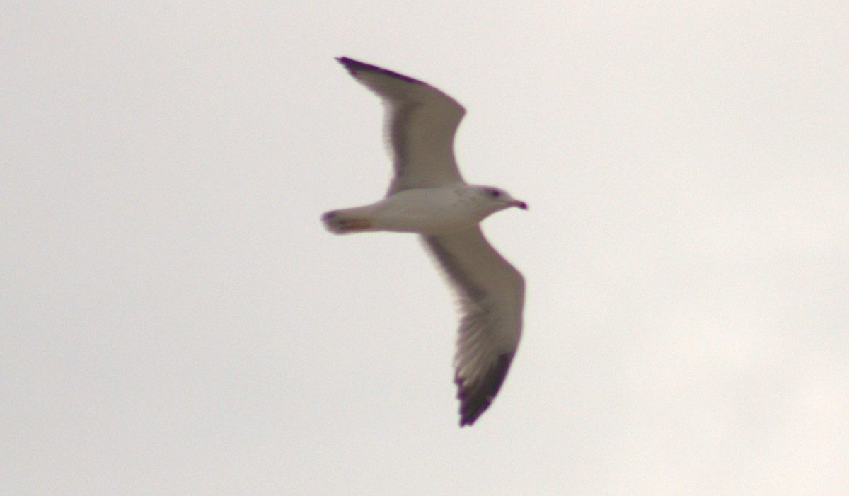 Armenian Gull - Zulfu Farajli