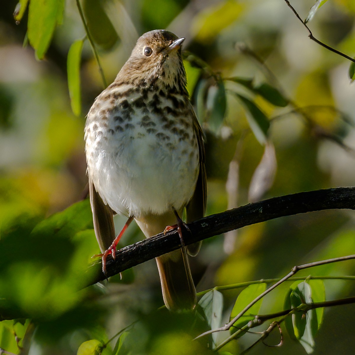 Hermit Thrush - ML610325599