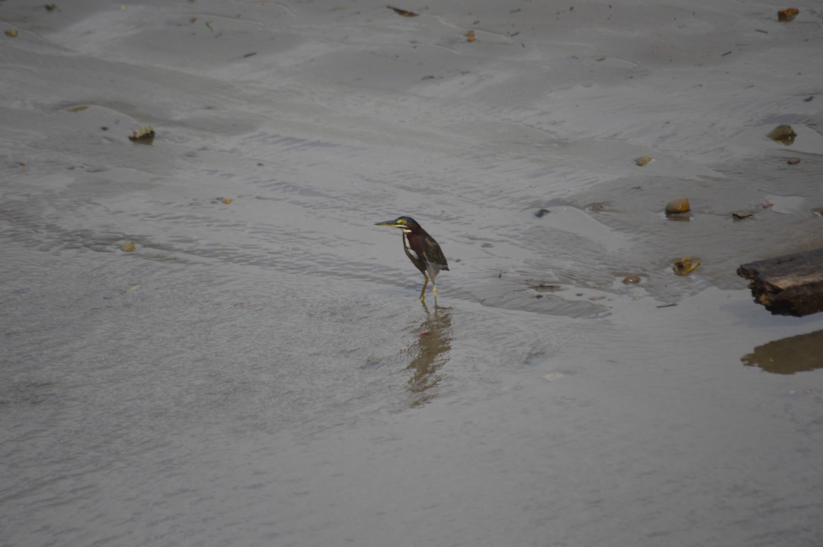 Green Heron - ML610325602