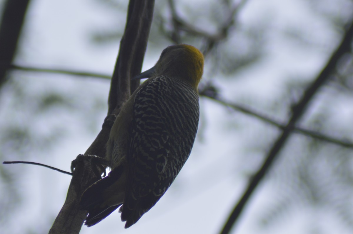 Hoffmann's Woodpecker - ML610325643