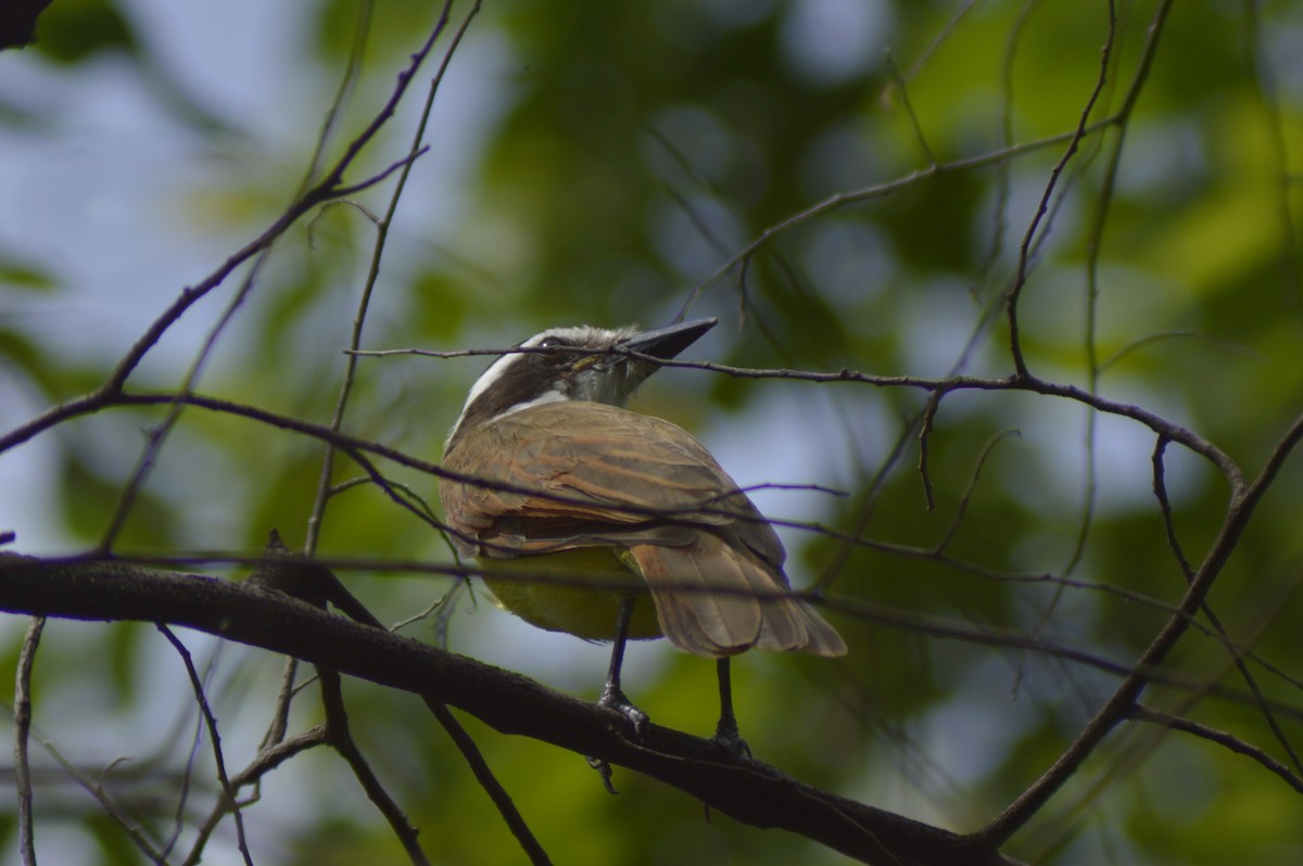 Great Kiskadee - ML610325659