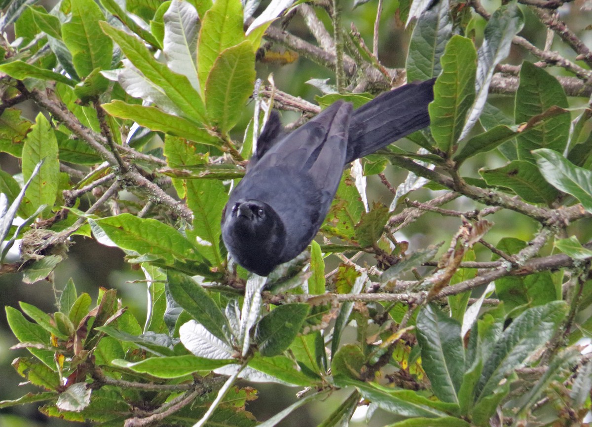 Mountain Grackle - ML61032571