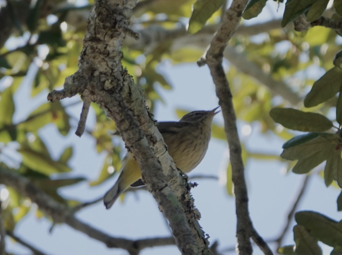 Palm Warbler - Alena Capek