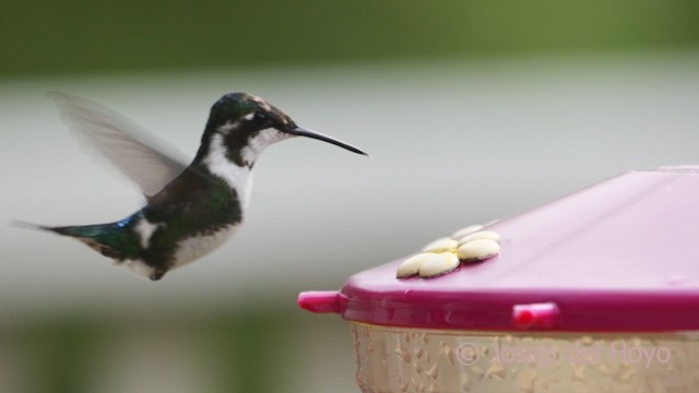 Colibrí de Mulsant - ML610325892