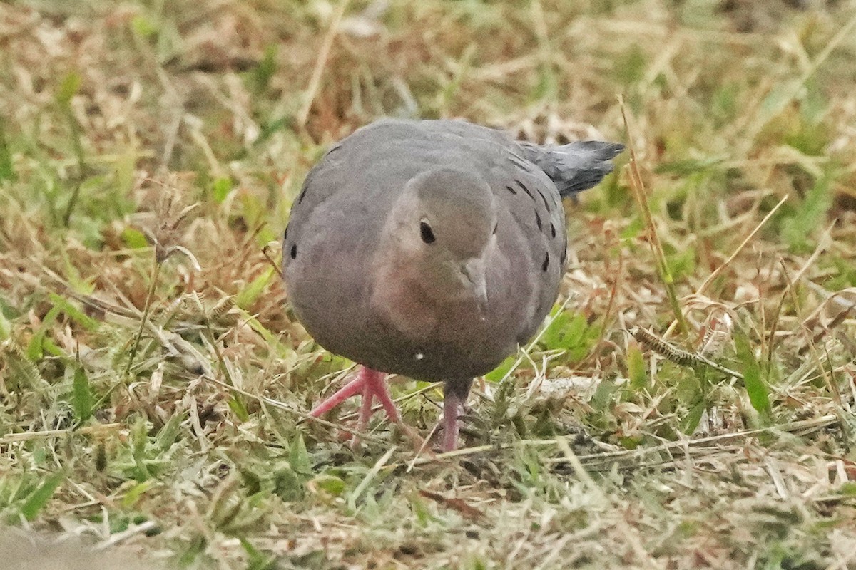 Ecuadorian Ground Dove - ML610326001