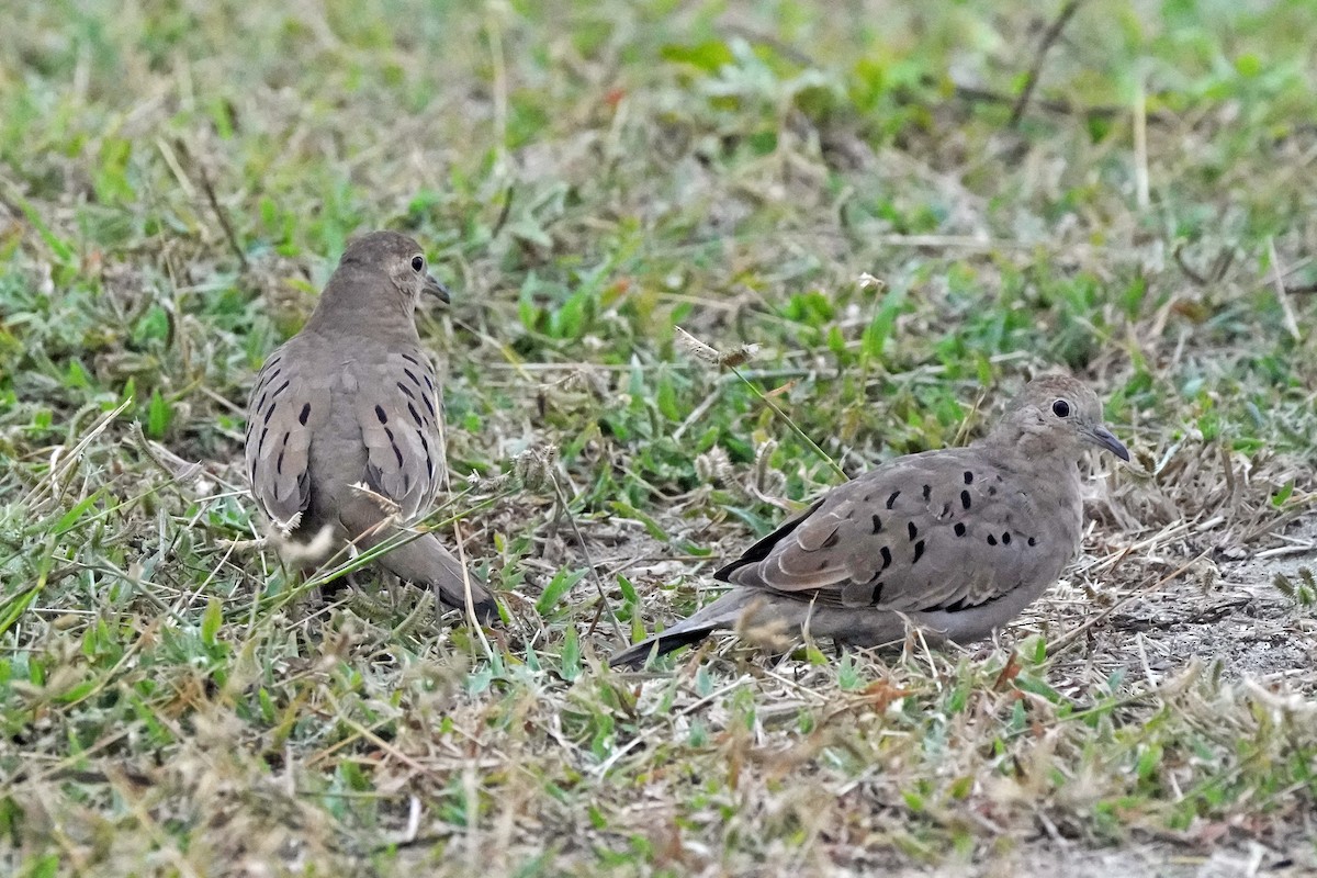 Ecuadorian Ground Dove - ML610326002