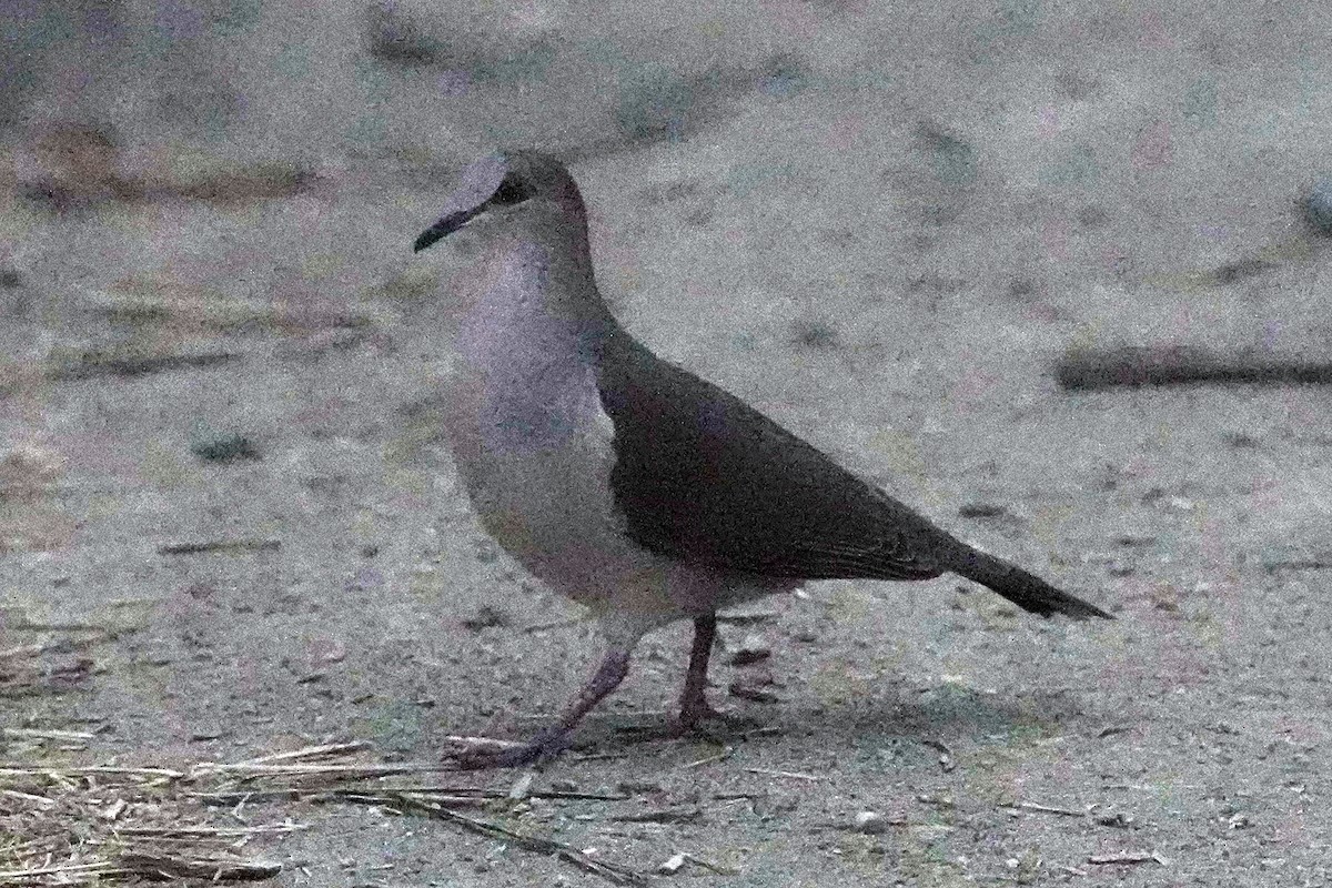 White-tipped Dove - ML610326013