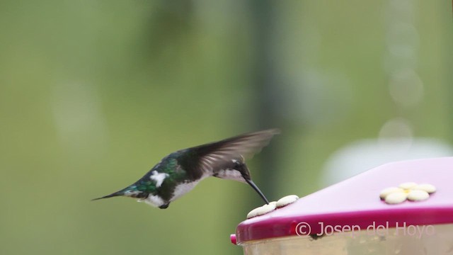 Colibrí de Mulsant - ML610326039