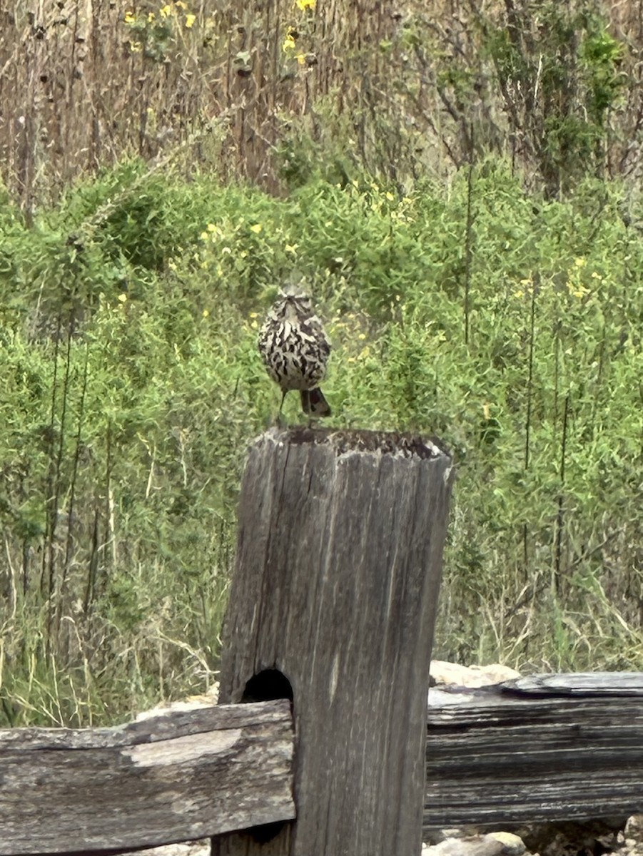 Sage Thrasher - ML610326056