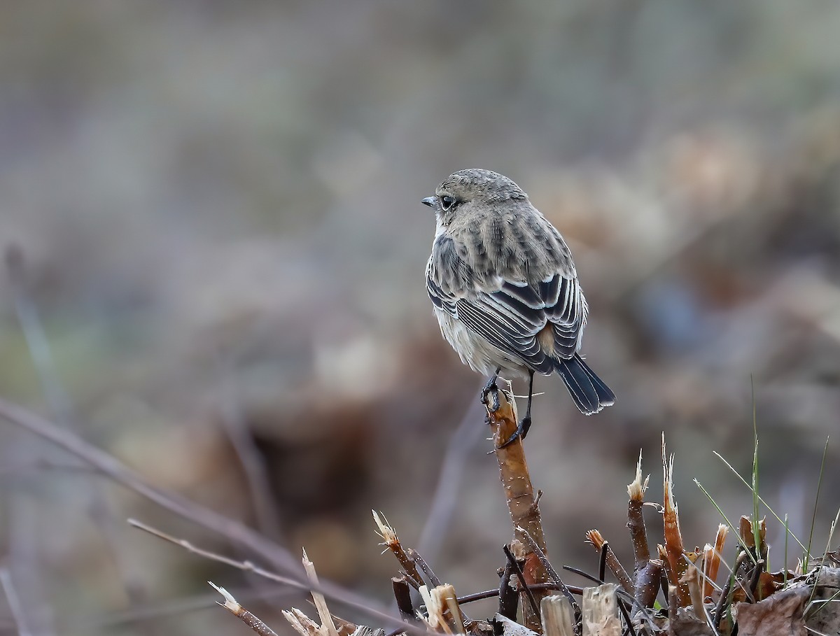 Siberian Stonechat - ML610326078