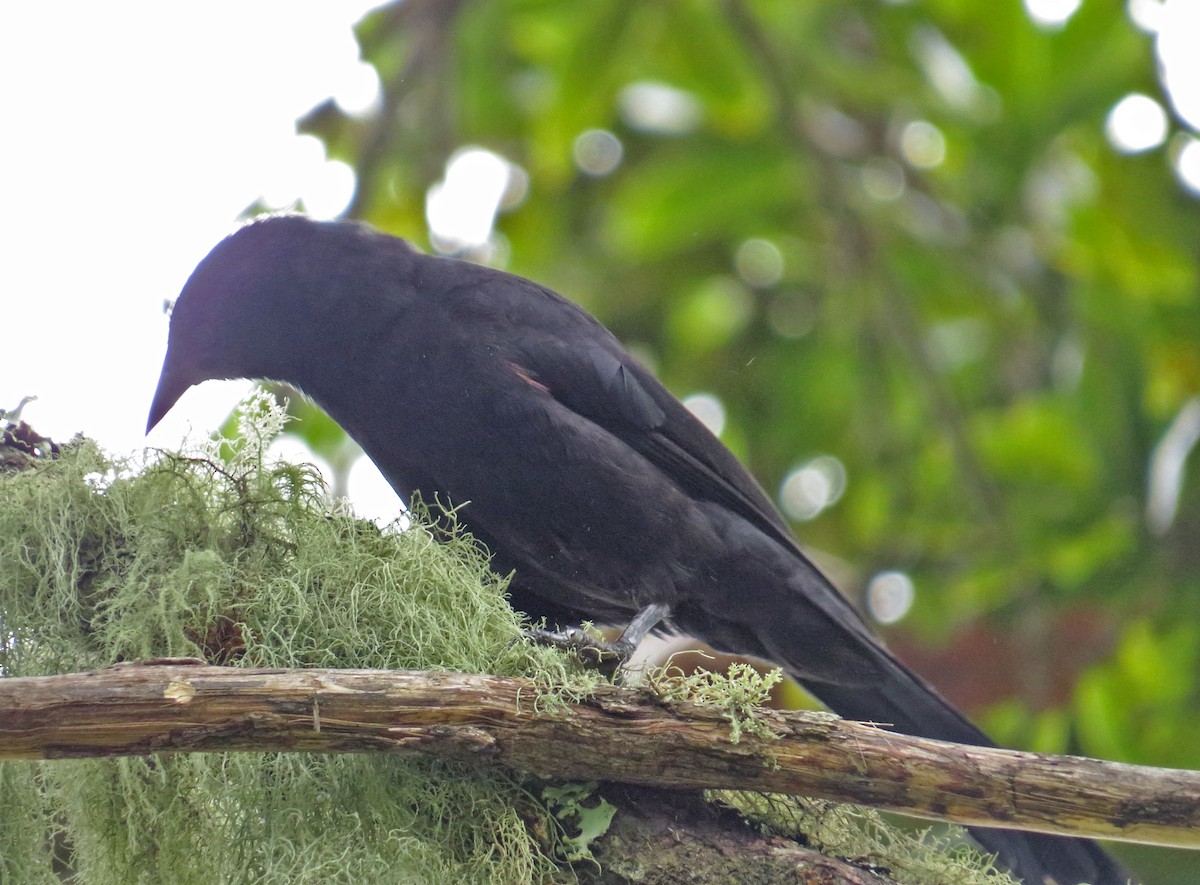 Mountain Grackle - ML61032611