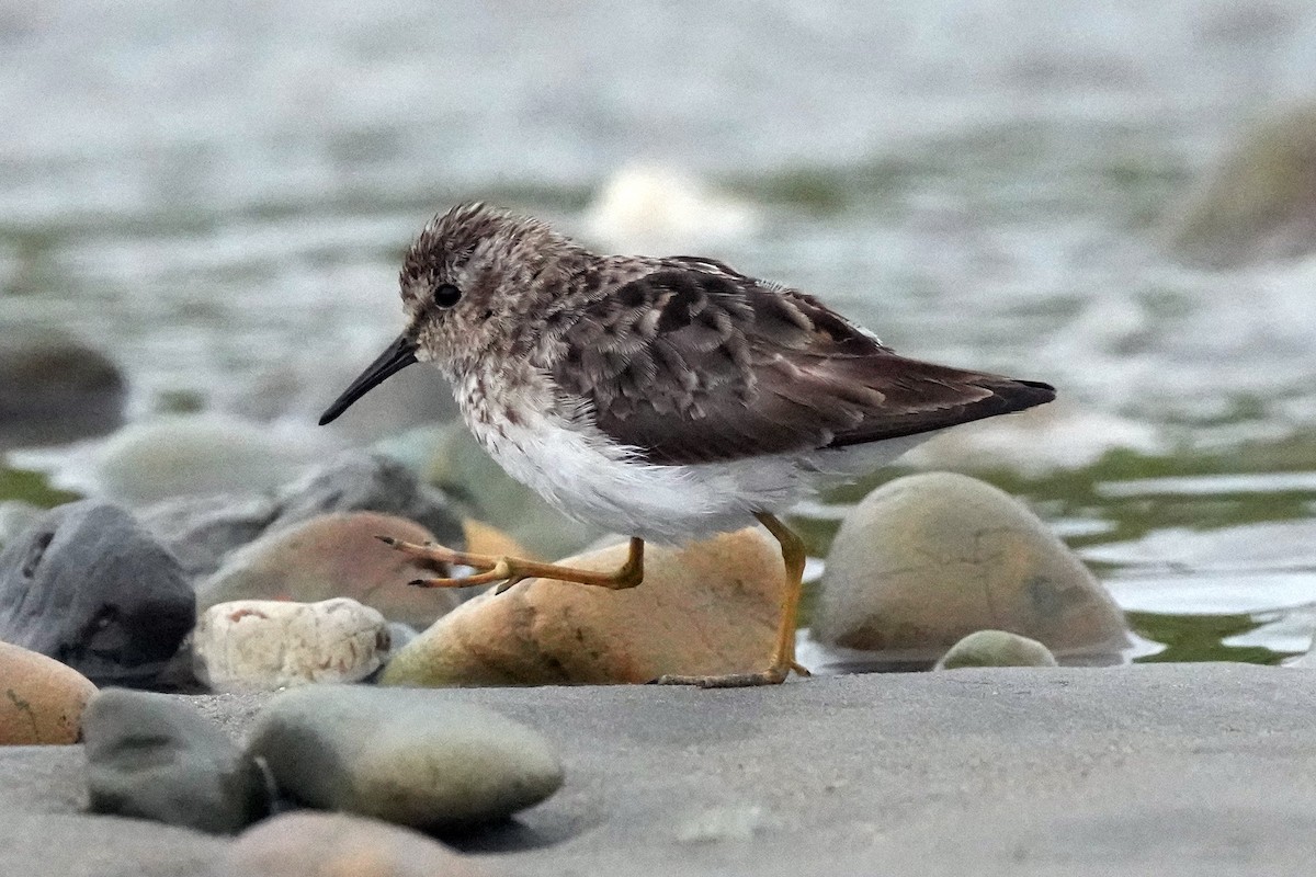 Least Sandpiper - ML610326139