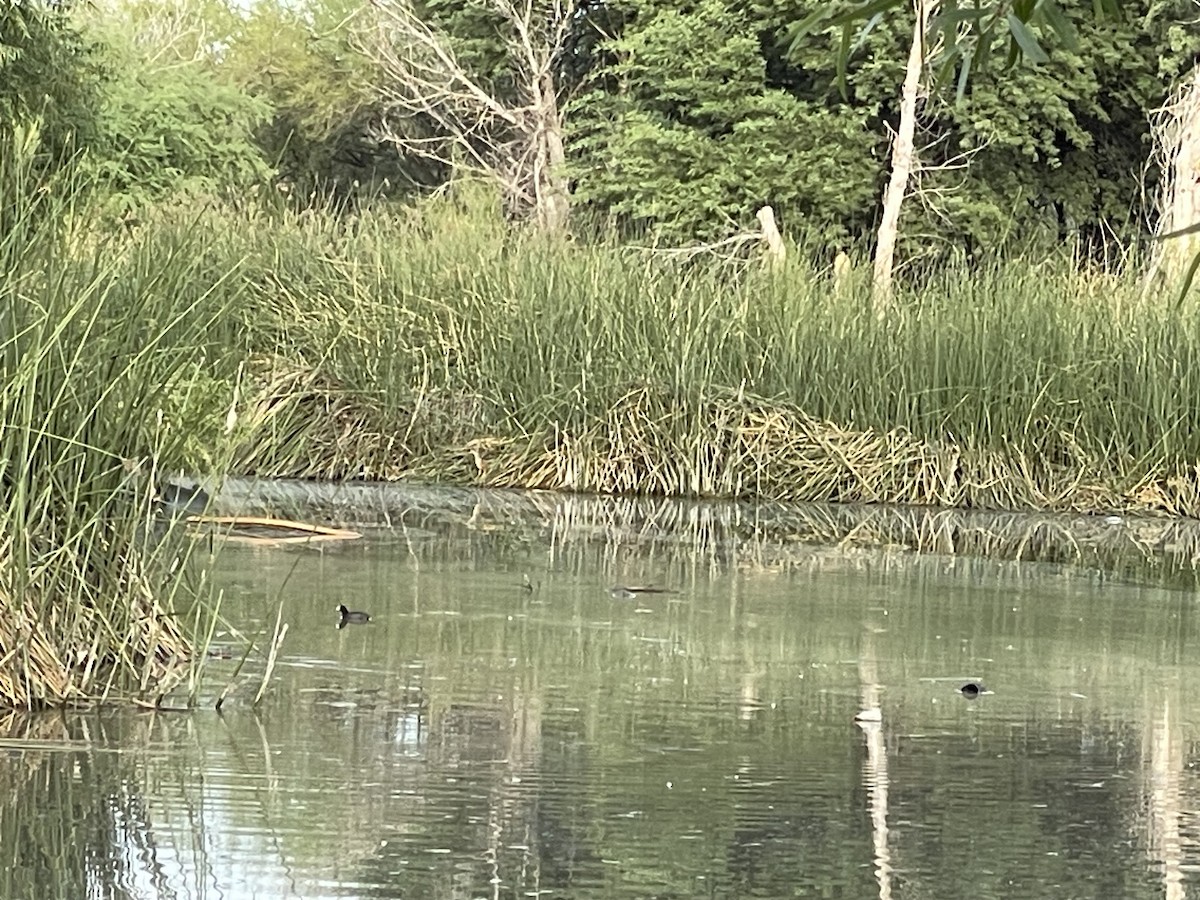 American Bittern - ML610326163