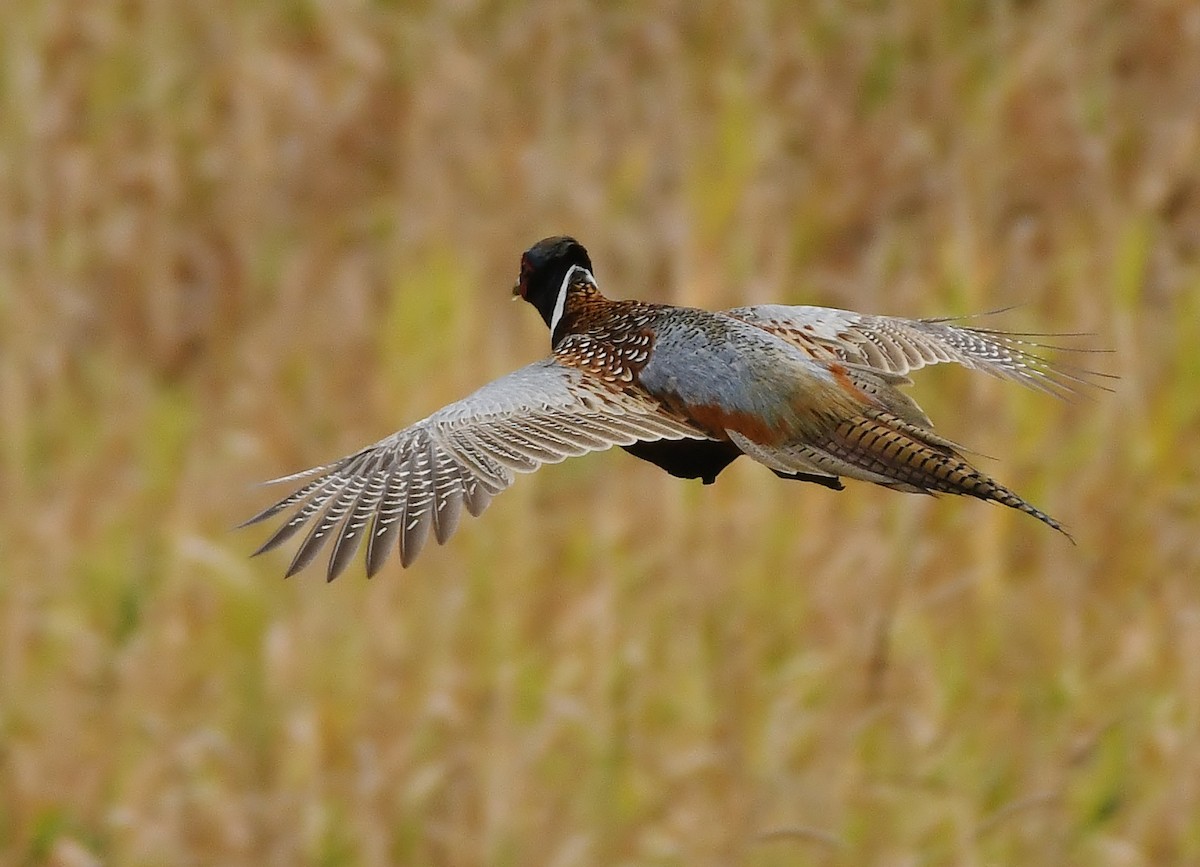 Ring-necked Pheasant - ML610326237