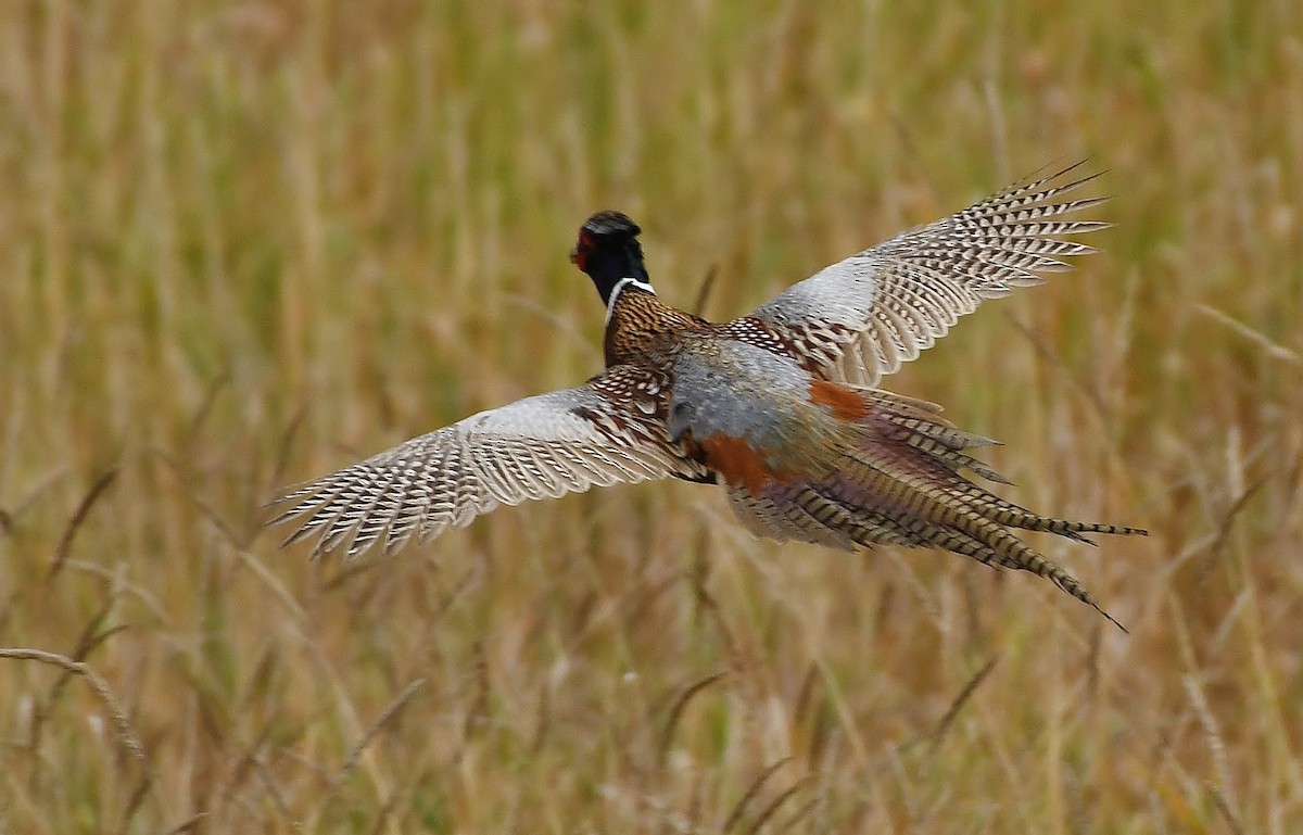 Ring-necked Pheasant - Rachel Hudson