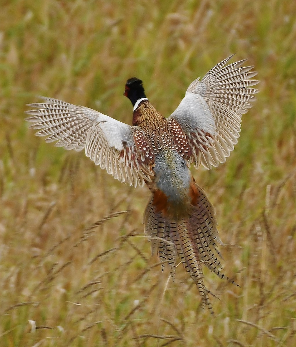 Ring-necked Pheasant - Rachel Hudson