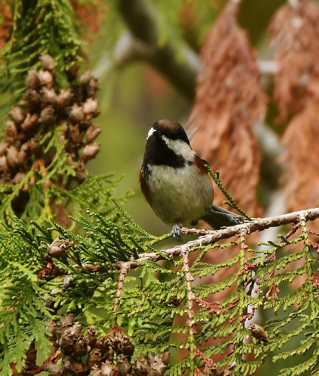 Chestnut-backed Chickadee - Rachel Hudson