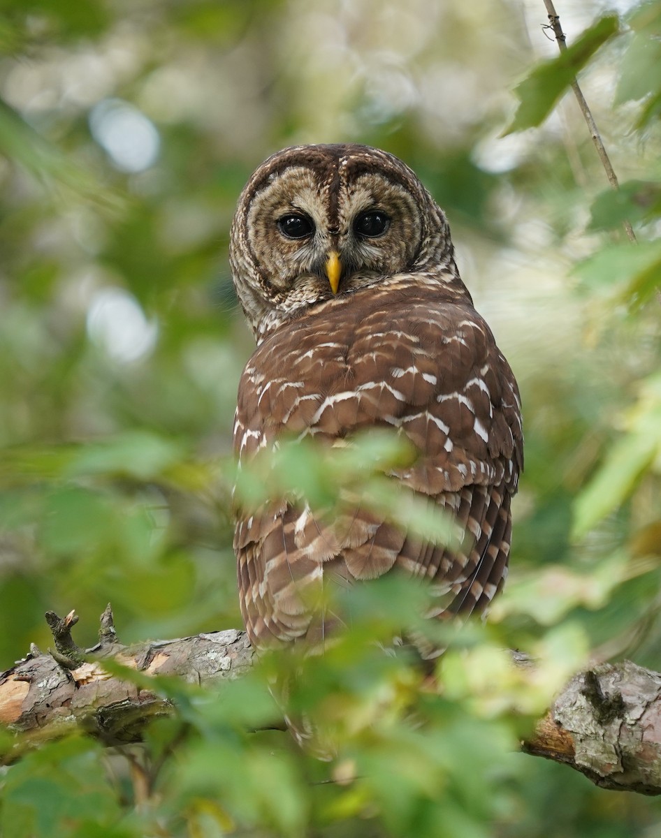 Barred Owl - Teri Zambon True