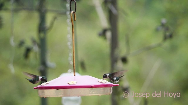 Colibrí de Mulsant - ML610326307