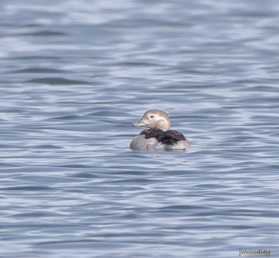 Long-tailed Duck - ML610326324