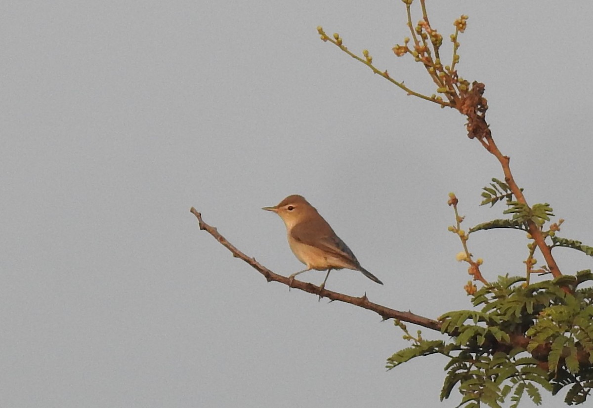 Booted Warbler - ML610326335