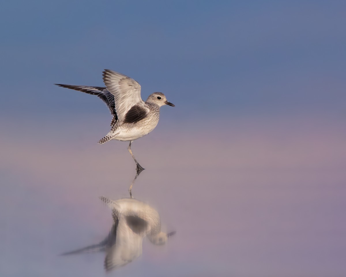 Black-bellied Plover - Quinn Diaz