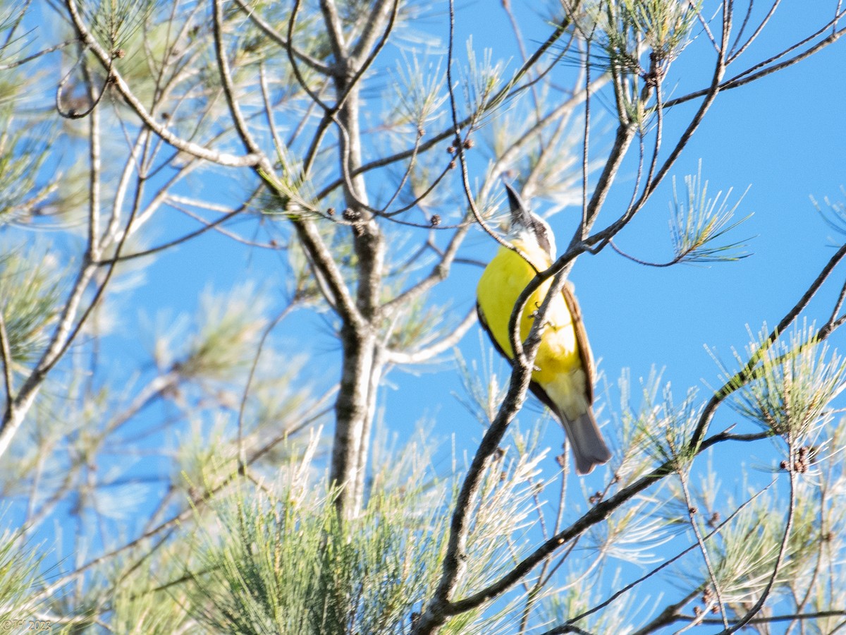 Boat-billed Flycatcher - ML610326434