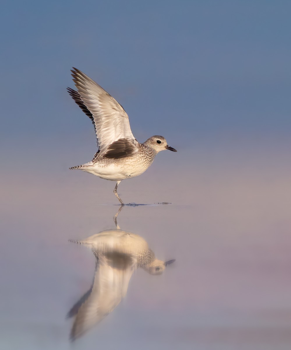 Black-bellied Plover - Quinn Diaz