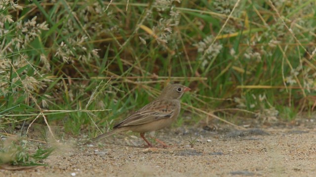 Bruant à cou gris - ML610326499