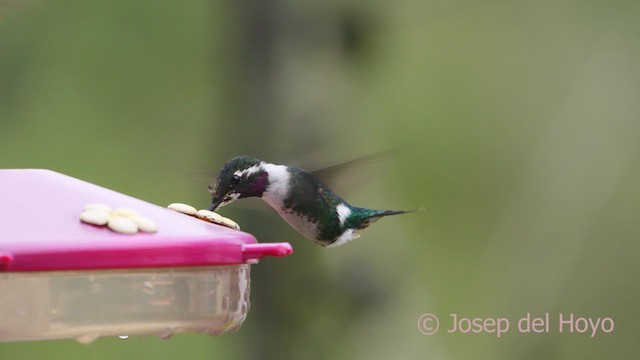 Colibrí de Mulsant - ML610326574