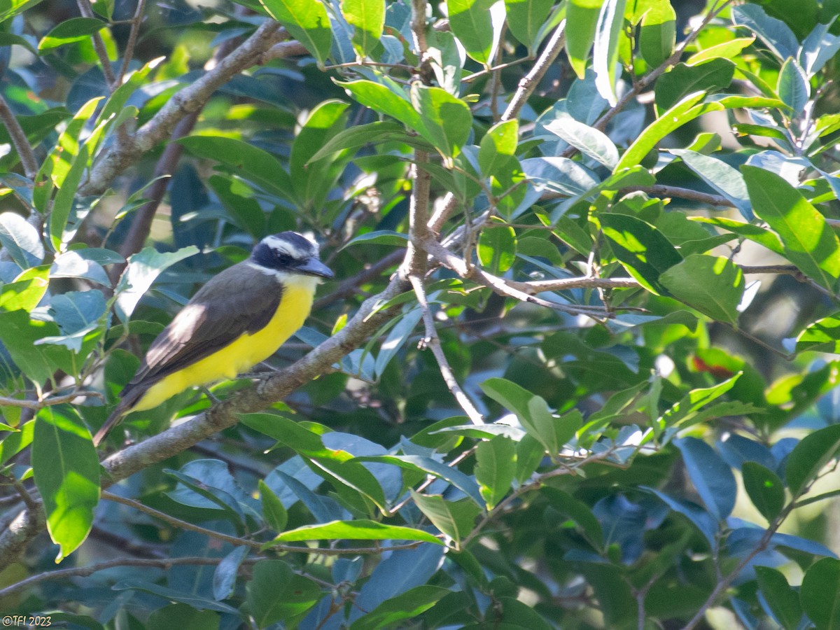 Boat-billed Flycatcher - ML610326631