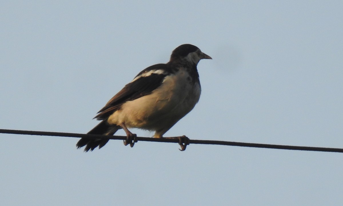 Indian Pied Starling - ML610326698