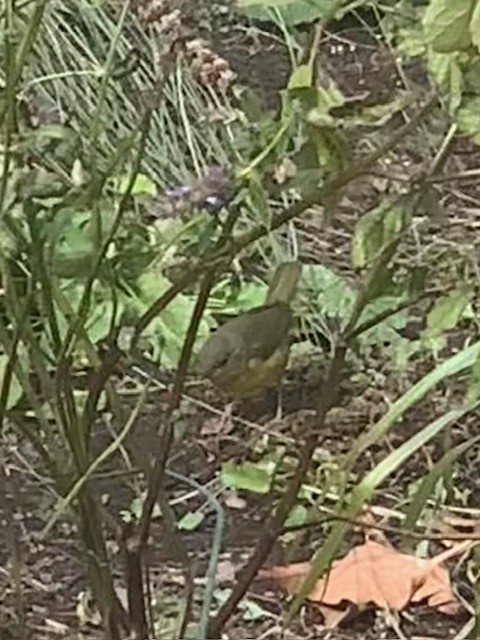 Mourning Warbler - ML610326755