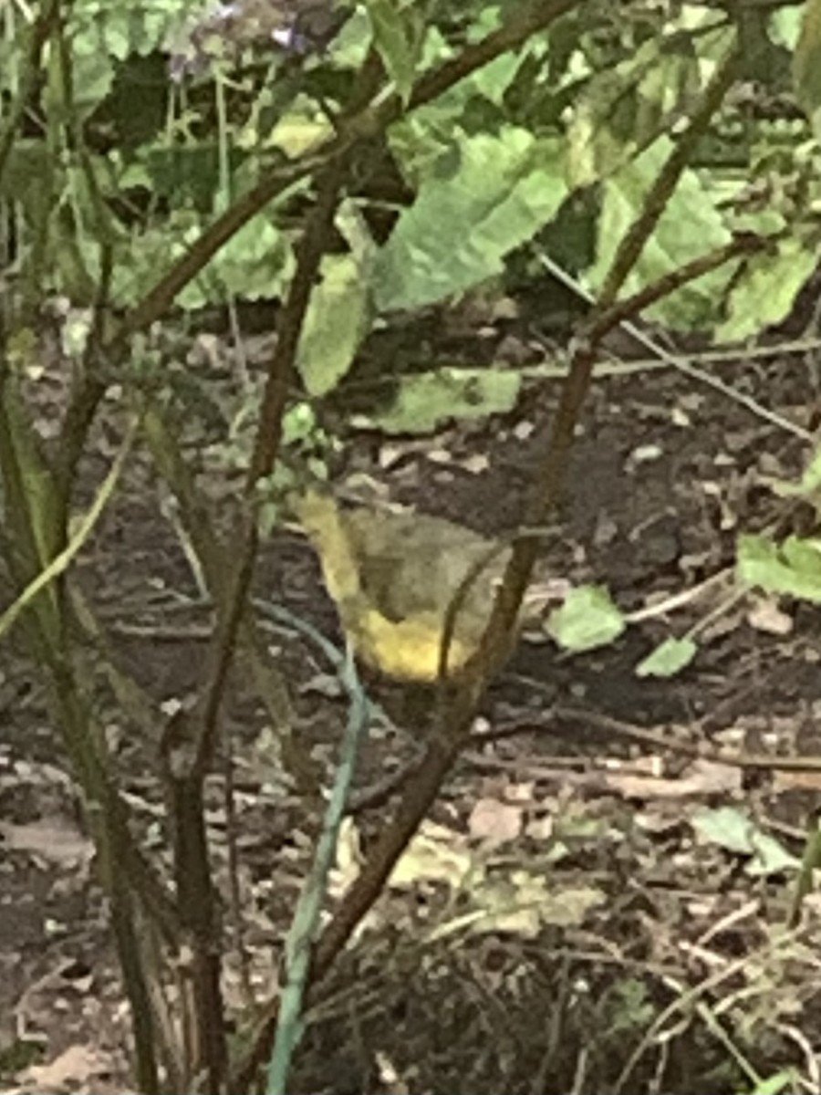 Mourning Warbler - ML610326756