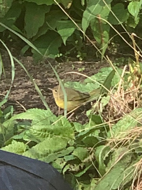 Mourning Warbler - ML610326757
