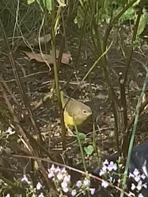 Mourning Warbler - ML610326758