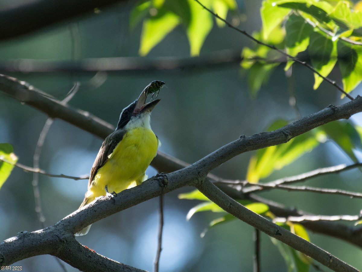 Boat-billed Flycatcher - ML610326825