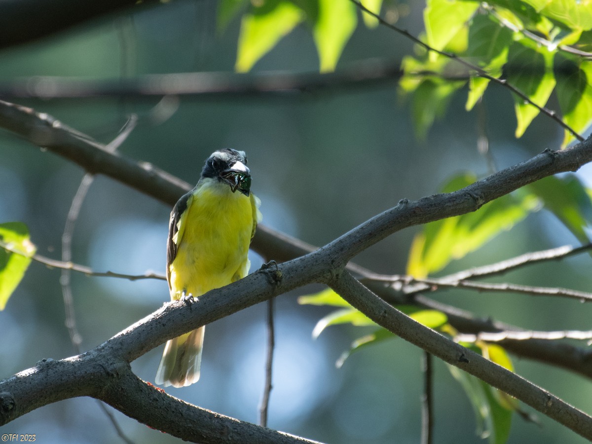 Boat-billed Flycatcher - ML610326829