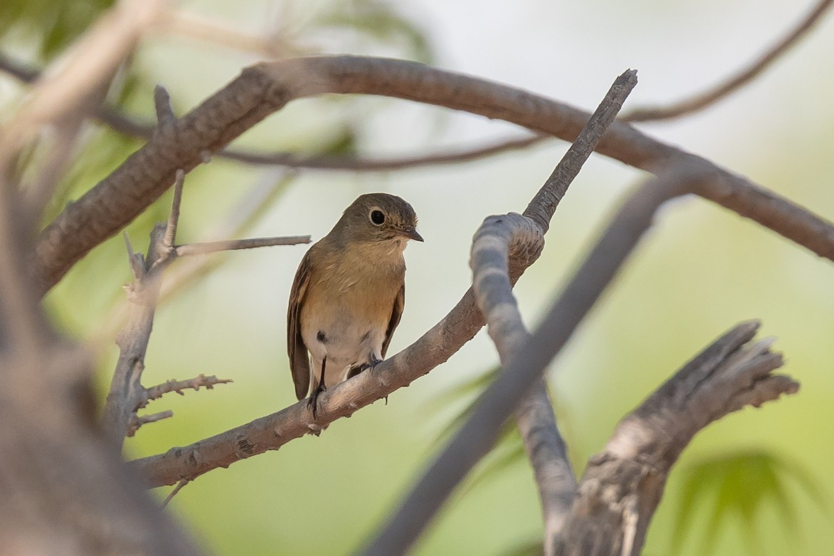 Red-breasted Flycatcher - ML610326840