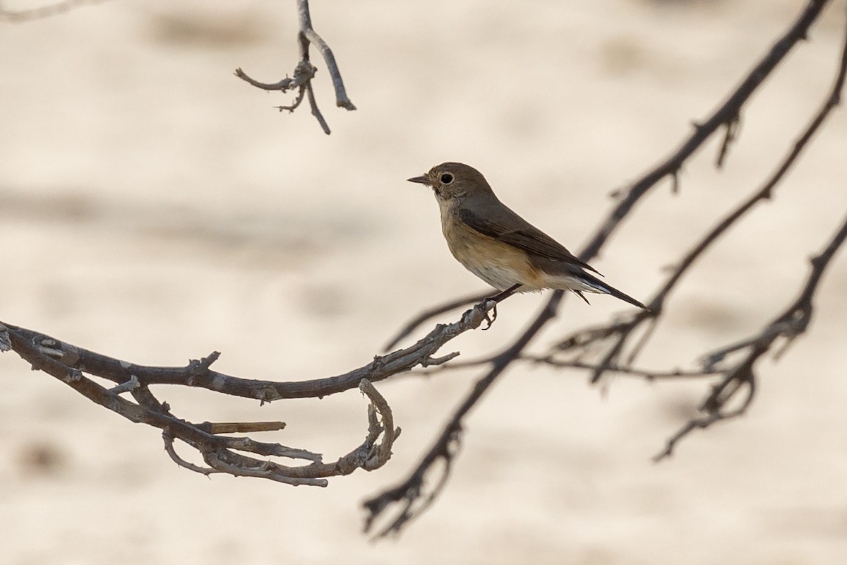 Red-breasted Flycatcher - ML610326841