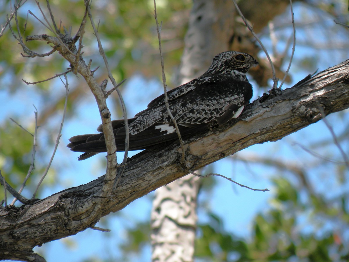 Common Nighthawk - ML610326844