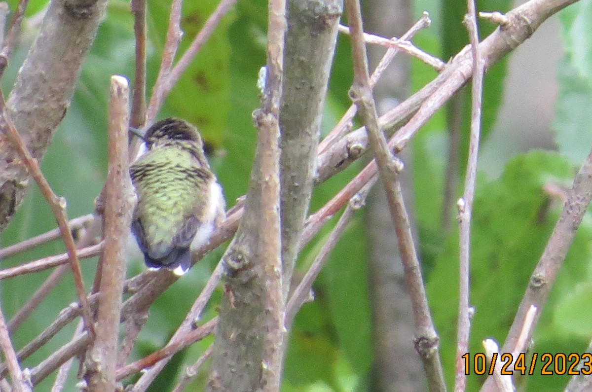 Ruby-throated Hummingbird - ML610326878