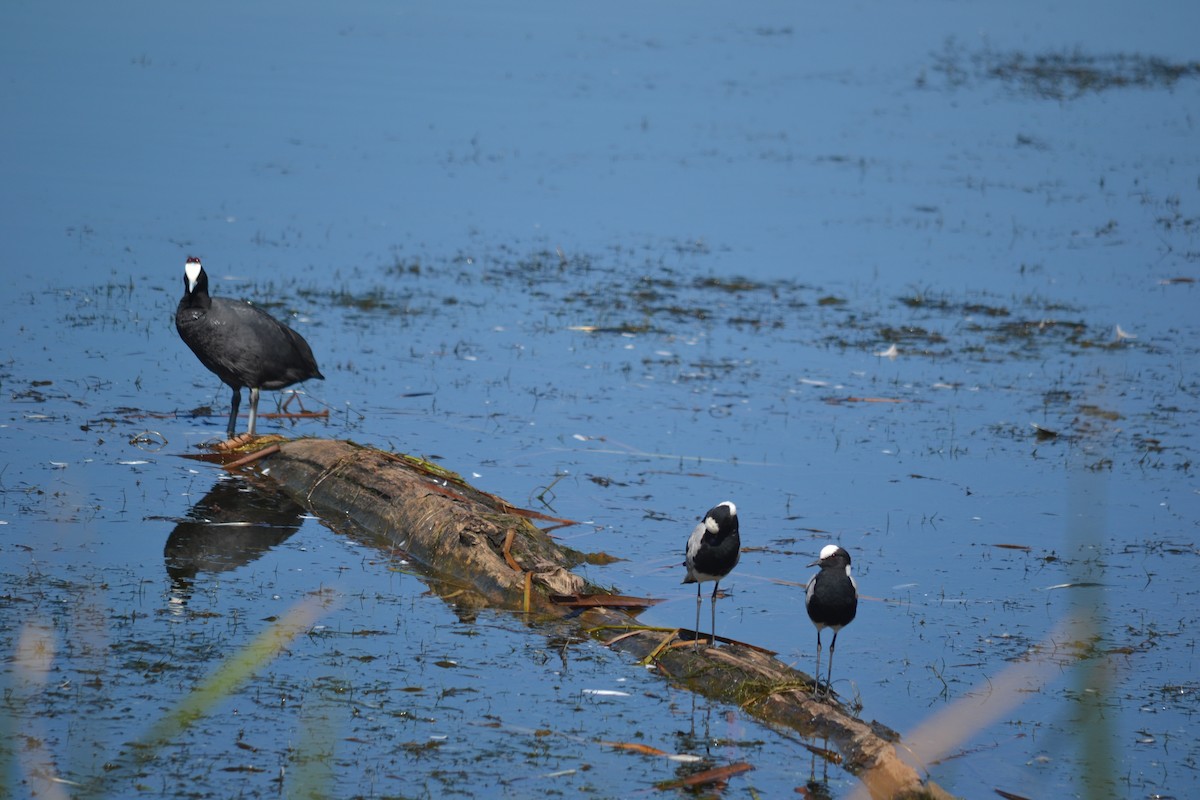 Blacksmith Lapwing - ML610326883