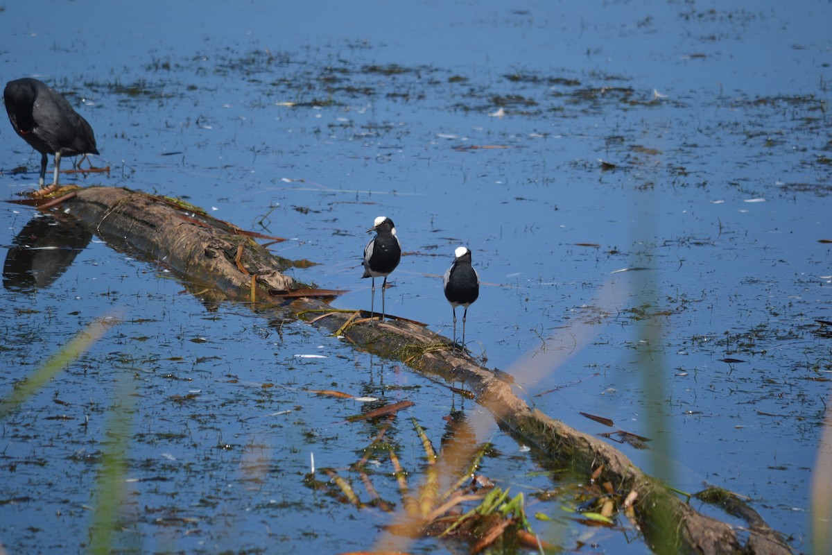 Blacksmith Lapwing - ML610326899