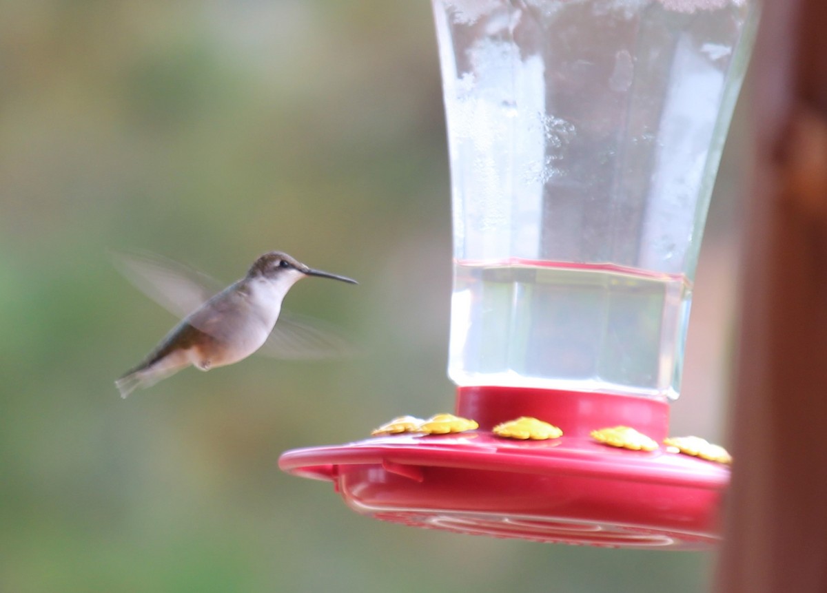 Ruby-throated Hummingbird - ML610326907