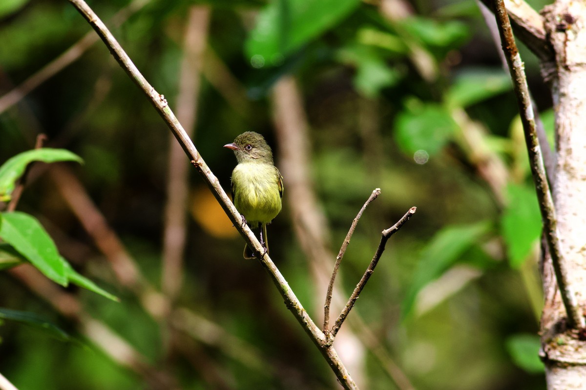 Mishana Tyrannulet - ML610326913