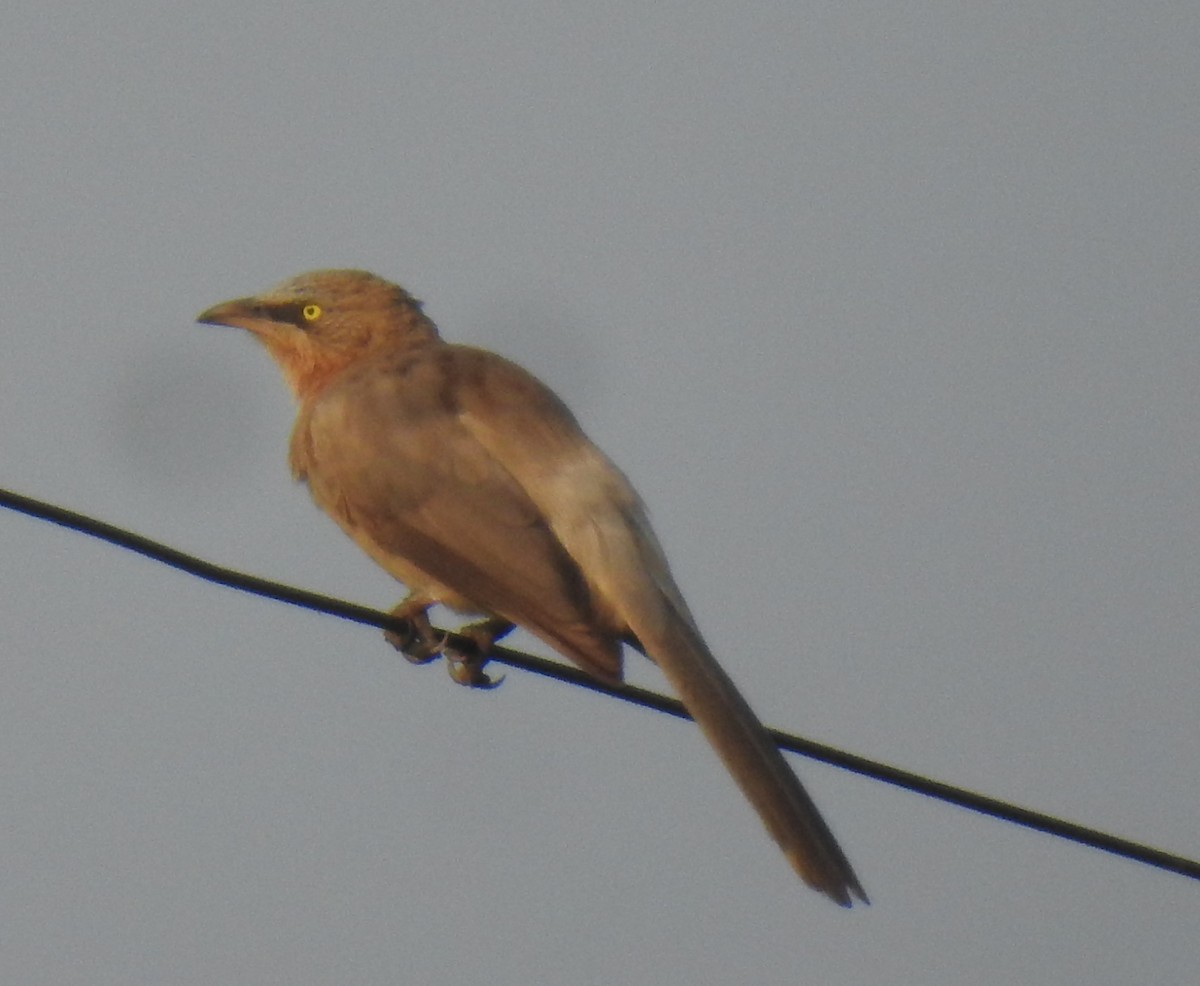 Large Gray Babbler - ML610326938