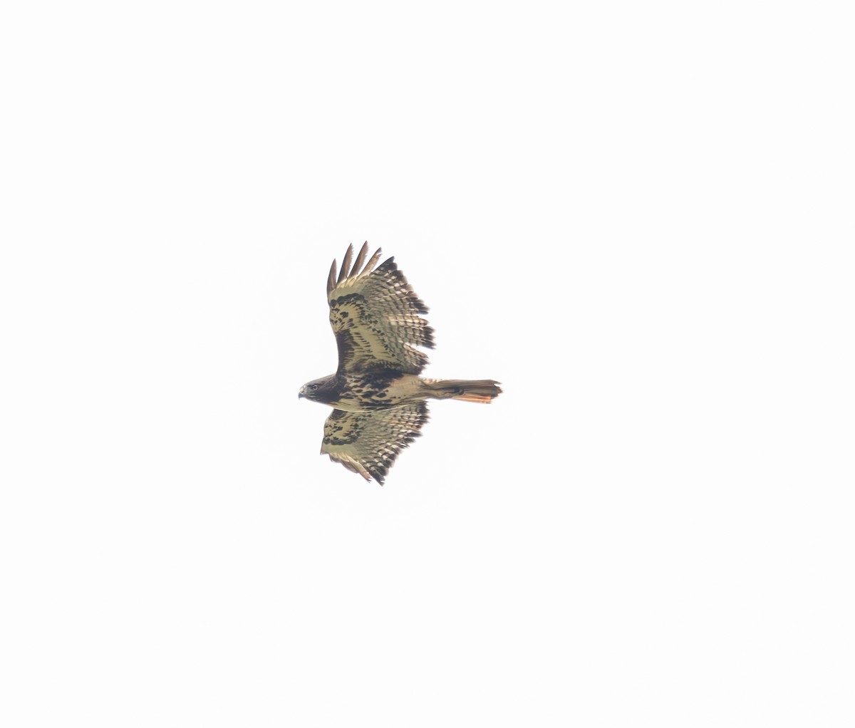 Red-tailed Hawk - ML610326944