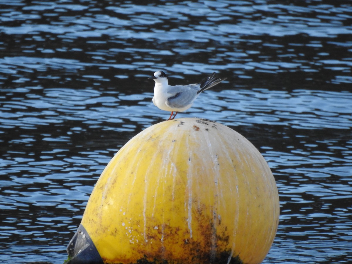 Common Tern - ML610326962