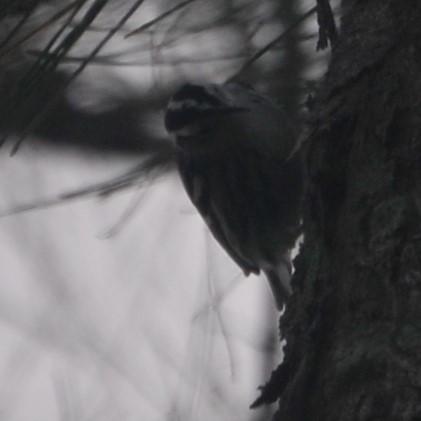 Black-and-white Warbler - ML610327011